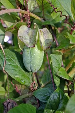Cobaea fruit Stock Photos