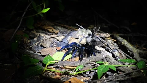 Cobalt Blue Tarantula crawling on forest floor at night Stock Footage 333189030