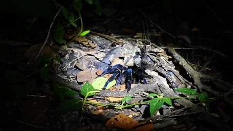 Cobalt Blue Tarantula emerging from burrow in tropical forest at night Stock-Footage 335185480