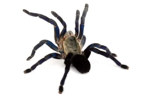 Cobalt Blue Tarantula Stock Photos