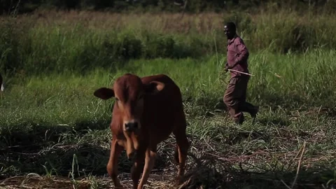 A coban grazing its animals in Uganda Stock Footage 148746384