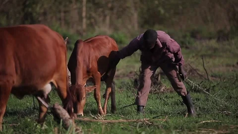 A coban grazing its animals in Uganda Stock Footage 148746619