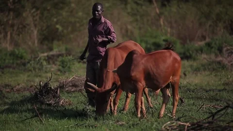 A coban grazing its animals in Uganda Stock Footage 148746724