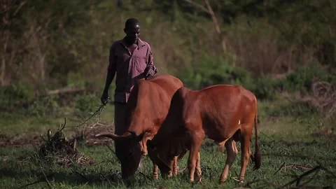 A coban grazing its animals in Uganda Stock Footage 148748616