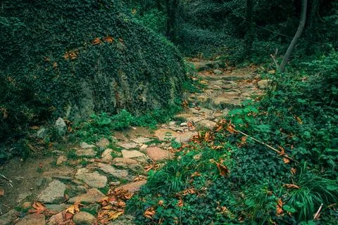Cobble stone foot path track in forest evergreen foliage plants and trees t.. Stock Photos