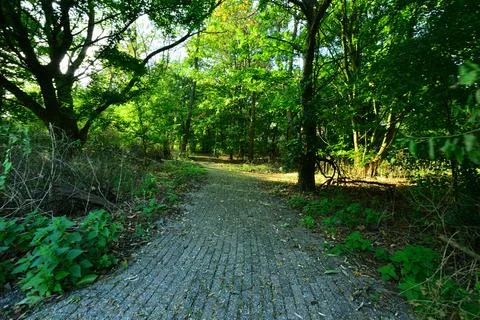 Cobbled footpath in a dense wild forest. Day. Summer. Stock Photos
