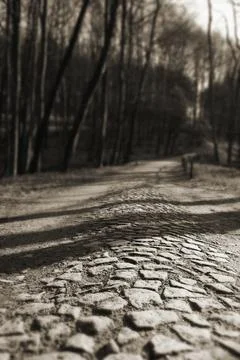 Cobbled path (Kaiserweg) in the forest of Jasmund National Park, Ruegen Island Stockfoto's