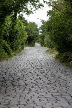 Cobbled path through a green forested lane with trees on both sides 스톡 사진