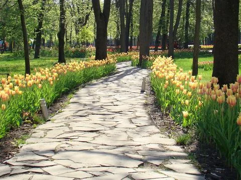 Cobbled path with tulips on the sides. The prospect of a paved path with flo Stock Photos