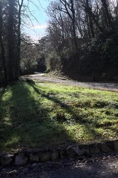 Cobbled road in a forest at daytime Stock Photos