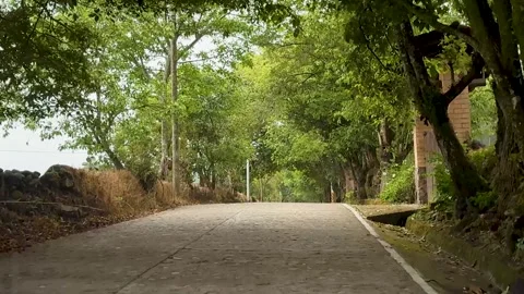 Cobbled Road in Forested Area Stock Footage 296353677