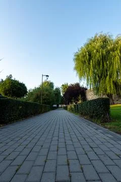 Cobbled walking path with green hedges and a large weeping willow Foto stock