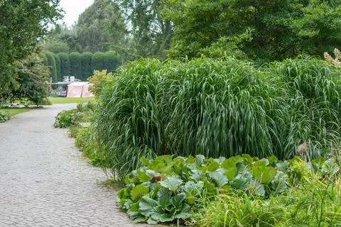 Cobblestone garden path lined with tall ornamental grass and greenery Stock Photos