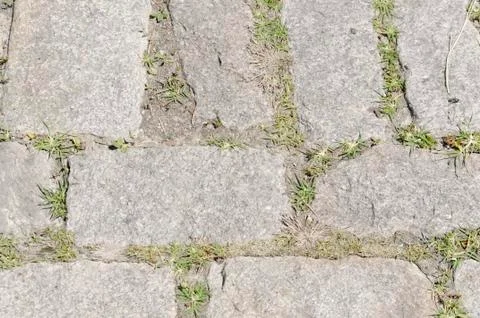 Cobblestone with Grass Texture 2 Stock Photos