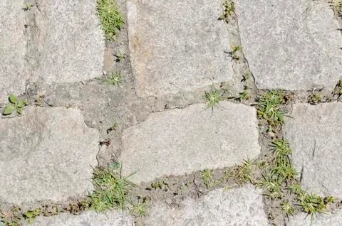 Cobblestone with Grass Texture Foto stock