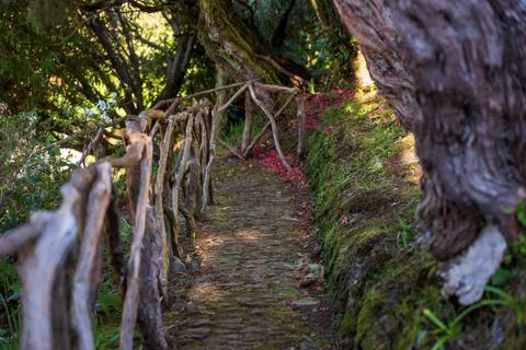 Cobblestone path and rustic handrail in Madeira laurisilva forest Фото
