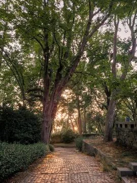 Cobblestone path and stone steps winding through lush trees Stock Photos