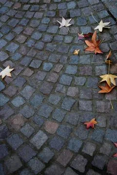 Cobblestone path covered in bright colored autumn leaves 스톡 사진