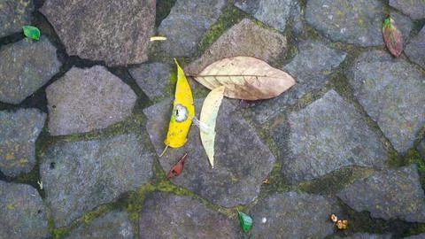 Cobblestone path with fallen leaves. as background Stock Photos