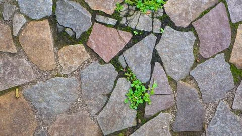 Cobblestone path with fallen leaves. as background Photos