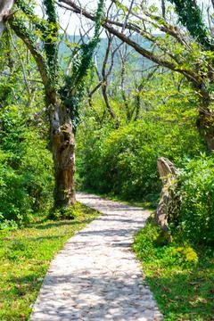 Cobblestone path leads first through the forest Stock Photos
