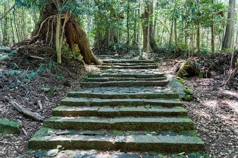 Cobblestone path through the forest of ancient cedars, part of the Kumano Kodo. Stock-Fotos