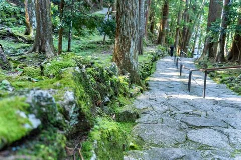 Cobblestone path through the forest of ancient cedars, part of the Kumano Kodo Stock Photos