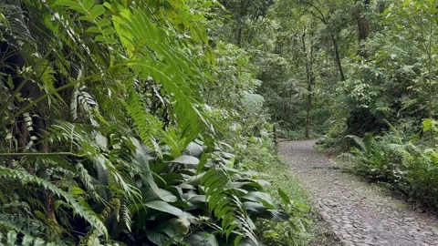Cobblestone Path Winding Through Dense Tropical Rainforest, Slow Pan 스톡 동영상 324498532