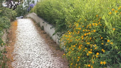 Cobblestone path winding uphill through green garden Stock Footage 339647304