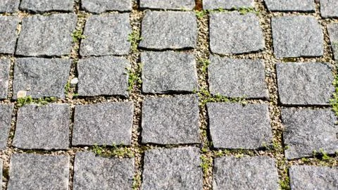 Cobblestone pavement with moss Stock Photos