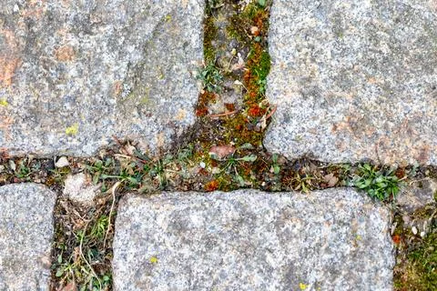 Cobblestone pavement surface with growing moss, plants Stock Photos