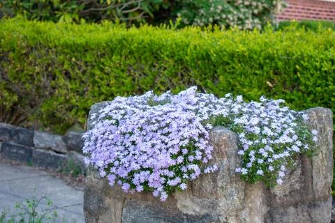 A Cobblestone Planter Full of Small Hanging Flowers Stock Photos