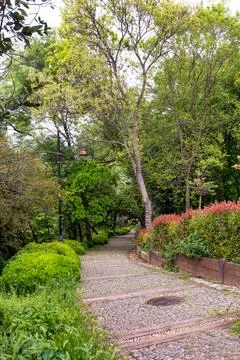Cobblestone winding path leads through green forest with lush tall trees on Stock Photos