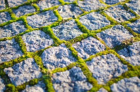 Cobblestones with moss Stock Photos