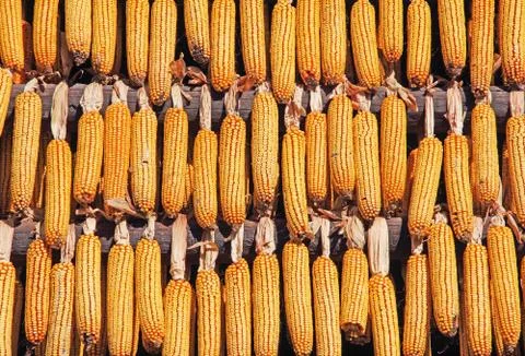 Cobcorn Stock Photos