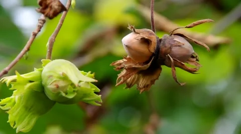 Cobnut on tree in fall Stock Footage 50751049
