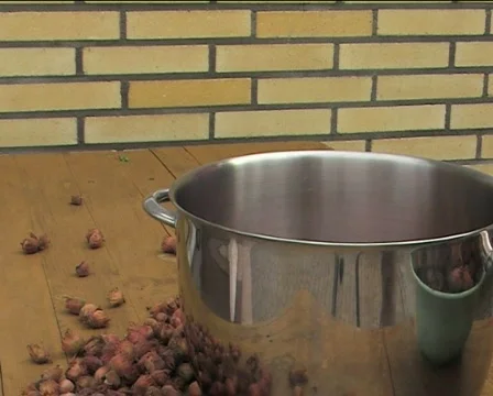 Cobnuts pouring III Video stock 88138