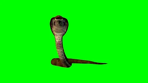 The COBRA is attacking . ANIMAL.4k. time 29 sec. Stock Footage 293903465