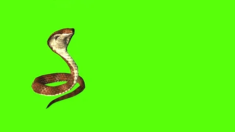 Snake Bite Animation Stock Video Footage | Royalty Free Snake Bite Animation  Videos | Pond5