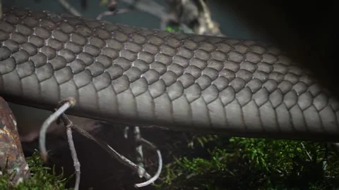Cobra body crawling  Stock Footage 271466324