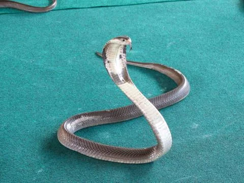 Cobra on carpet background Stock Photos