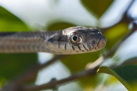 Cobra-cip (Leptophis ahaetulla) | Parrot Snake Stock Photos