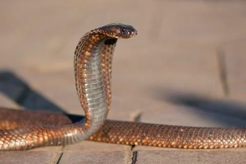 Cobra Close Up Stock Photos