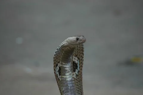 Cobra closeup 스톡 사진