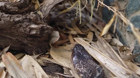 A cobra crawling around Stock Footage 296585038
