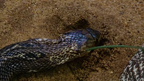 A cobra crawling digging Stock Footage 253065471
