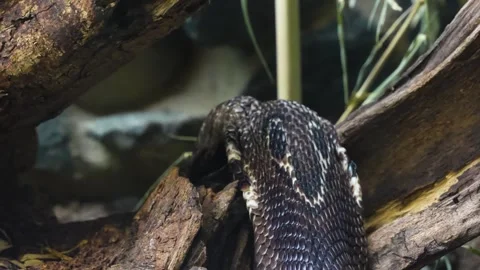 A cobra is crawling  Stock Footage 267481647