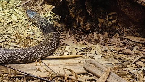 A cobra crawling  Stock Footage 267581256