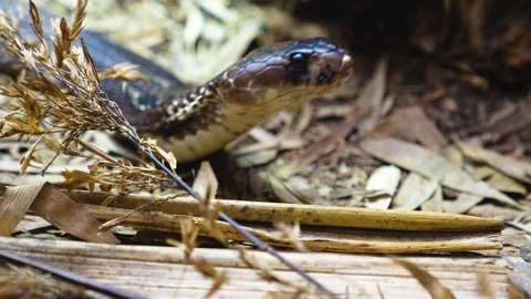 A cobra crawling Stock Footage 267734375