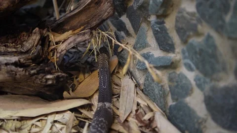 A cobra is crawling  Stock Footage 294905921